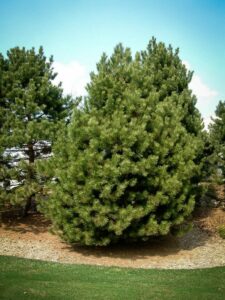 Сосна Чёрная (Pinus Nigra) купить по цене от 270.00р. в интернет-магазине «Посадика» с доставкой почтой в в Озерые и по всей России – [изображение №1].