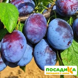 Слива Чачакская ранняя купить по цене от 229.00р. в интернет-магазине «Посадика» с доставкой почтой в в Озерые и по всей России – [изображение №1].