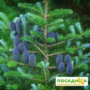 Пихта корейская (Abies koreana) купить по цене от 450.00р. в интернет-магазине «Посадика» с доставкой почтой в в Озерые и по всей России – [изображение №1].