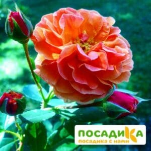 Роза Арабия купить по цене от 350.00р. в интернет-магазине «Посадика» с доставкой почтой в в Озерые и по всей России – [изображение №1].