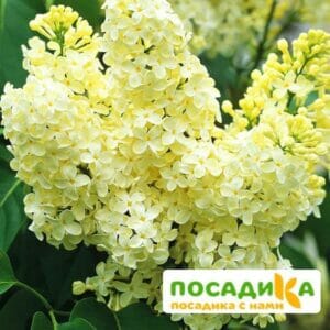 Сирень Примроуз (Primrose) купить по цене от 529.00р. в интернет-магазине «Посадика» с доставкой почтой в в Озерые и по всей России – [изображение №1].