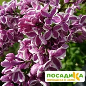 Сирень Сенсация купить по цене от 529.00р. в интернет-магазине «Посадика» с доставкой почтой в в Озерые и по всей России – [изображение №1].