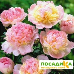 Пион Распберри Сандей (Paeonia Raspberry Sundae) купить по цене от 959р. в интернет-магазине «Посадика» с доставкой почтой в в Озерые и по всей России – [изображение №1].