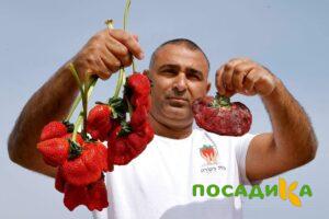 Клубника Гигант Джорнея купить по цене от 266р. в интернет-магазине «Посадика» с доставкой почтой в в Озерые и по всей России – [изображение №1].
