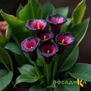 Калла Аура Лейс купить по цене от 400р. в интернет-магазине «Посадика» с доставкой почтой в в Озерые и по всей России – [изображение №1].