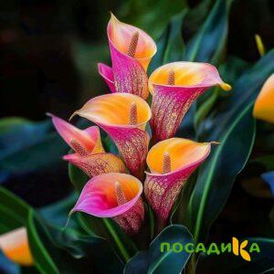 Калла Оникс купить по цене от 450р. в интернет-магазине «Посадика» с доставкой почтой в в Озерые и по всей России – [изображение №1].