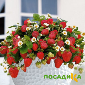 Клубника Рубиновый Шепот (горшечная) купить по цене от 240р. в интернет-магазине «Посадика» с доставкой почтой в в Озерые и по всей России – [изображение №1].