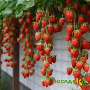Клубника вьющаяся Комплимент купить по цене от 470р. в интернет-магазине «Посадика» с доставкой почтой в в Озерые и по всей России – [изображение №1].