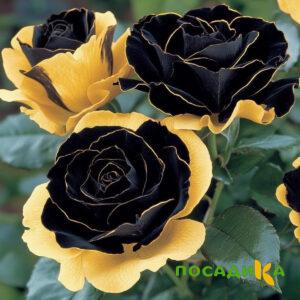 Роза Ханни Сикл купить по цене от 700р. в интернет-магазине «Посадика» с доставкой почтой в в Озерые и по всей России – [изображение №1].