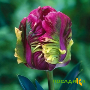 Тюльпан Экзотик Хэвен купить по цене от 186р. в интернет-магазине «Посадика» с доставкой почтой в в Озерые и по всей России – [изображение №1].