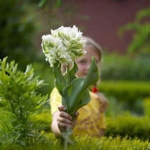 Тюльпан Супер Пэррот купить по цене от 360р. в интернет-магазине «Посадика» с доставкой почтой в в Озерые и по всей России – [изображение №1].