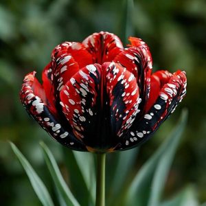 Тюльпан Вельвет Файер купить по цене от 394р. в интернет-магазине «Посадика» с доставкой почтой в в Озерые и по всей России – [изображение №1].