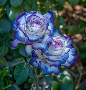 Роза Пэтолз Хоуп купить по цене от 333р. в интернет-магазине «Посадика» с доставкой почтой в в Озерые и по всей России – [изображение №1].