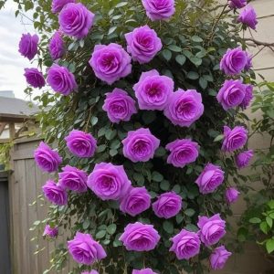 Роза Мистик Уайт купить по цене от 620р. в интернет-магазине «Посадика» с доставкой почтой в в Озерые и по всей России – [изображение №1].