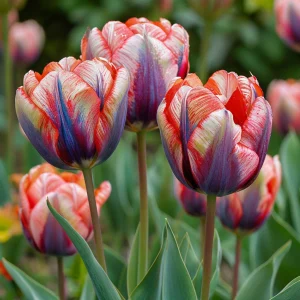 Тюльпан Эбисан Грэйс купить по цене от 217р. в интернет-магазине «Посадика» с доставкой почтой в в Озерые и по всей России – [изображение №1].