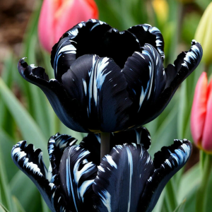 Тюльпан Шелк Нуар купить по цене от 219р. в интернет-магазине «Посадика» с доставкой почтой в в Озерые и по всей России – [изображение №1].