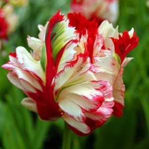 Тюльпан Эстелла Рижнвельд купить по цене от 500р. в интернет-магазине «Посадика» с доставкой почтой в в Озерые и по всей России – [изображение №1].