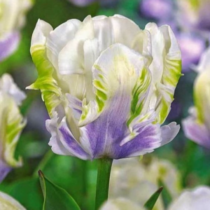 Тюльпан Уайт Лизарт купить по цене от 360р. в интернет-магазине «Посадика» с доставкой почтой в в Озерые и по всей России – [изображение №1].