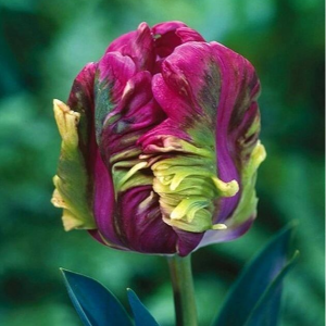 Тюльпан Экзотик Хэвен купить по цене от 186р. в интернет-магазине «Посадика» с доставкой почтой в в Озерые и по всей России – [изображение №1].