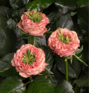 Роза Амбер Инчант купить по цене от 495р. в интернет-магазине «Посадика» с доставкой почтой в в Озерые и по всей России – [изображение №1].