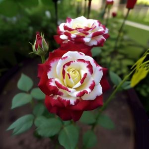 Роза Роял Глом купить по цене от 401р. в интернет-магазине «Посадика» с доставкой почтой в в Озерые и по всей России – [изображение №1].