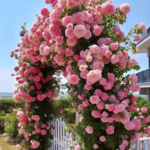 Роза Пастель Розе купить по цене от 605р. в интернет-магазине «Посадика» с доставкой почтой в в Озерые и по всей России – [изображение №1].