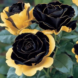 Роза Ханни Сикл купить по цене от 700р. в интернет-магазине «Посадика» с доставкой почтой в в Озерые и по всей России – [изображение №1].