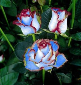 Роза Сафайер Пэтл купить по цене от 450р. в интернет-магазине «Посадика» с доставкой почтой в в Озерые и по всей России – [изображение №1].